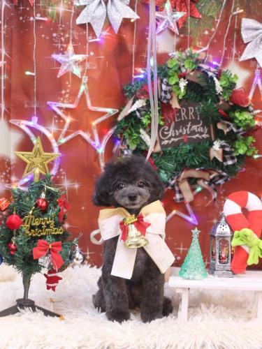 20231220NEROちゃん